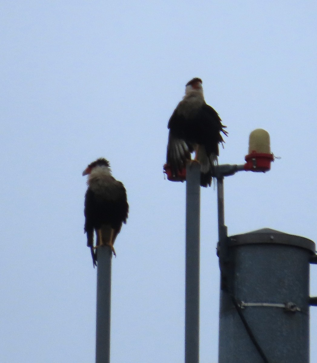 Crested Caracara - ML642821604