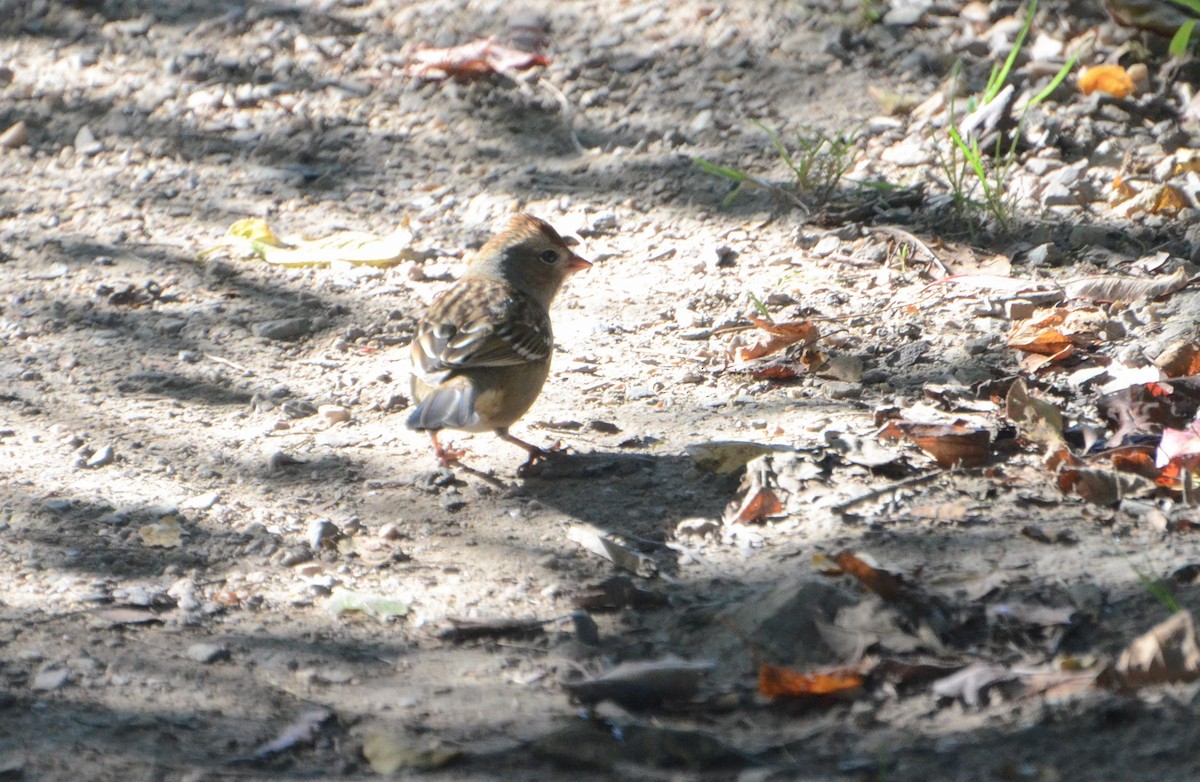 Field Sparrow - ML642821606