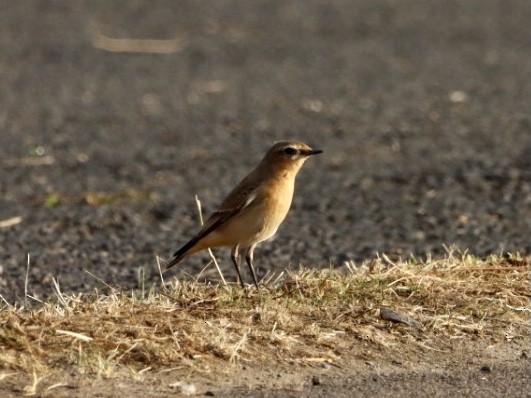 Northern Wheatear - ML642821607