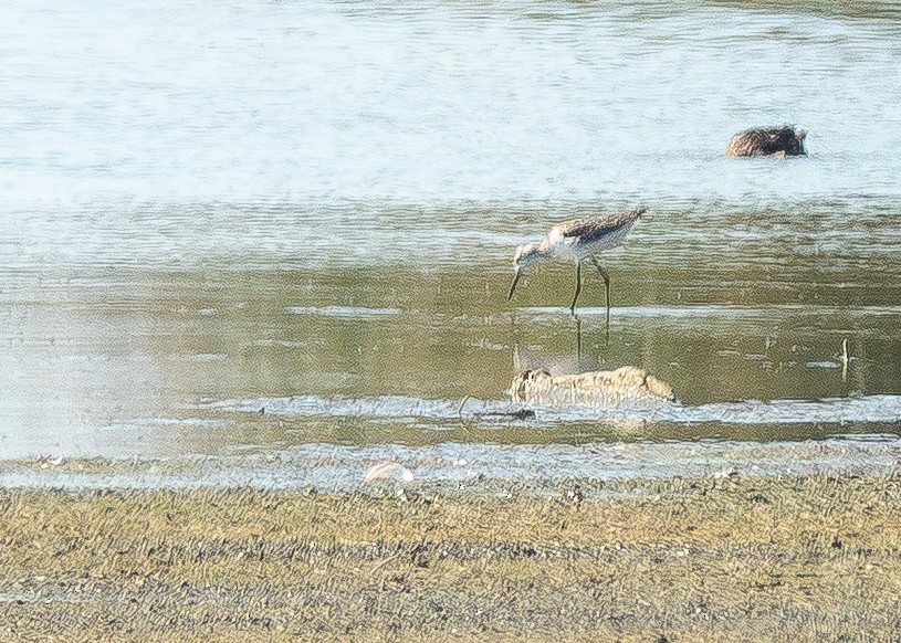 damsnipe - ML642821608