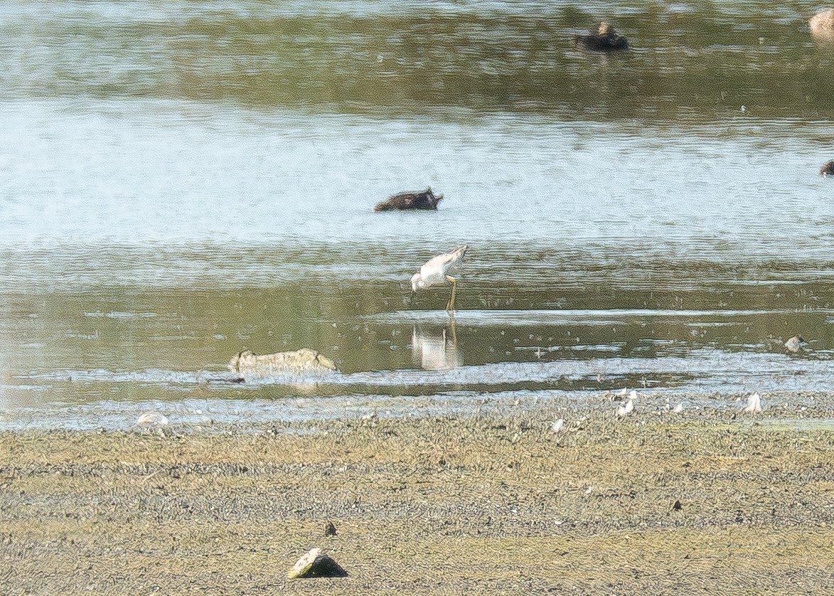 damsnipe - ML642821609