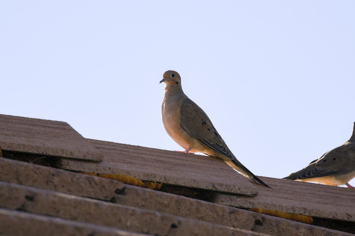 Mourning Dove - ML642821610