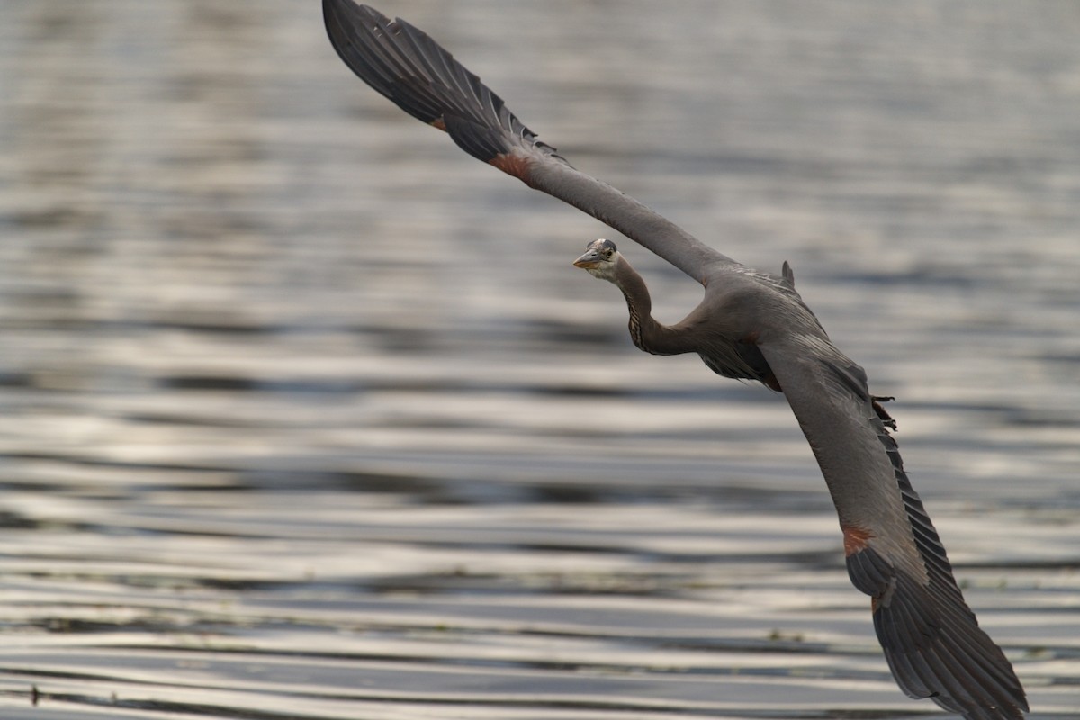 herodiashegre - ML642821614