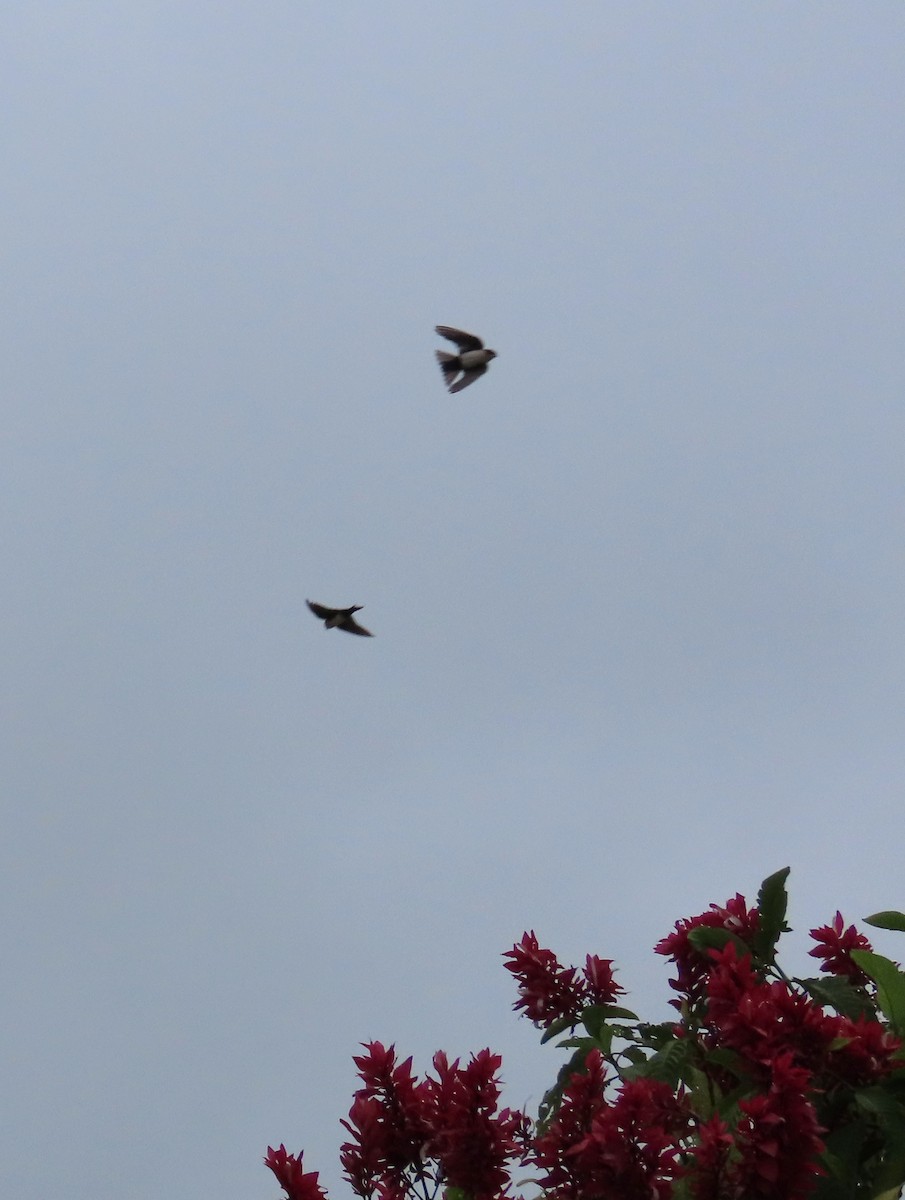 Blue-and-white Swallow - ML642821616