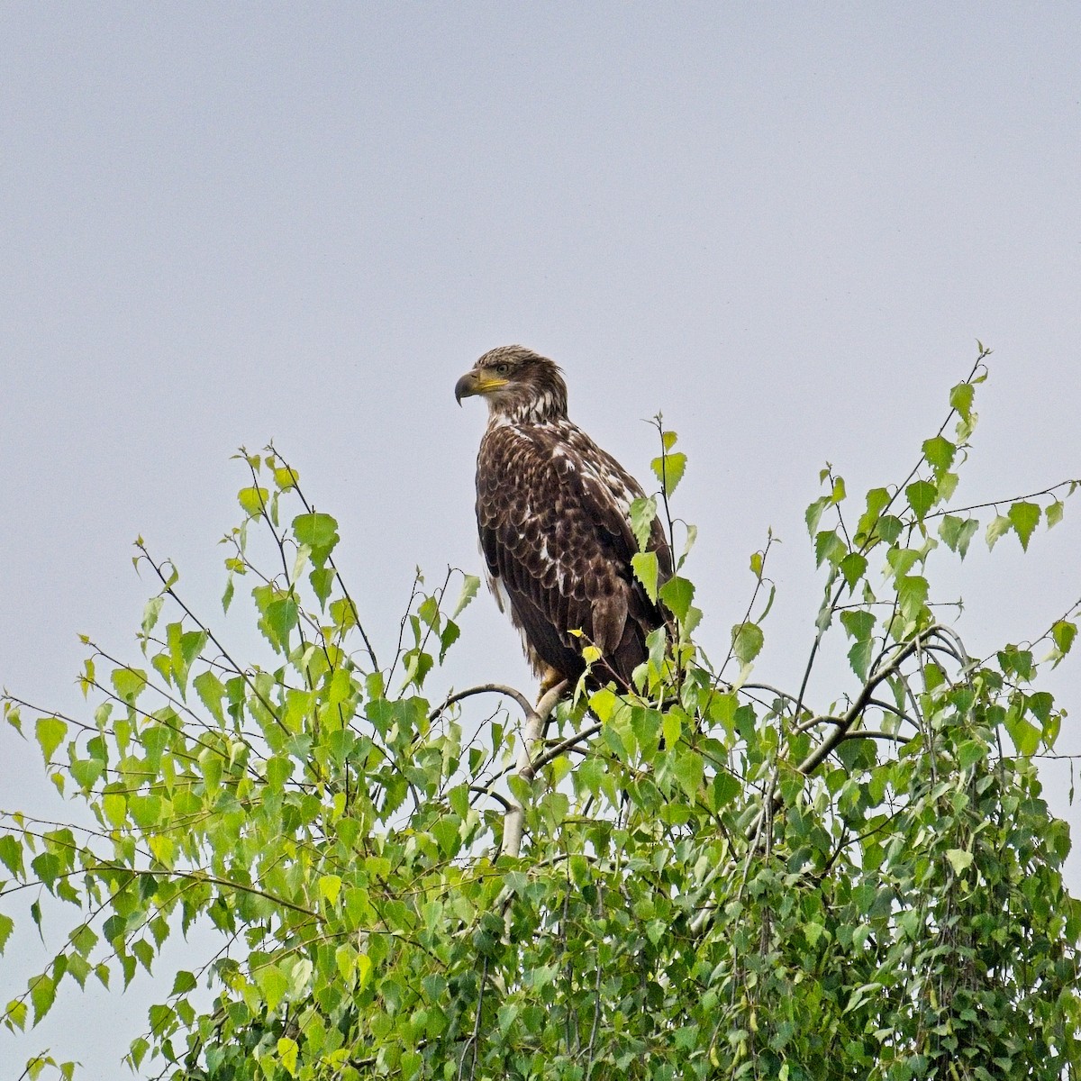 hvithodehavørn - ML642821619