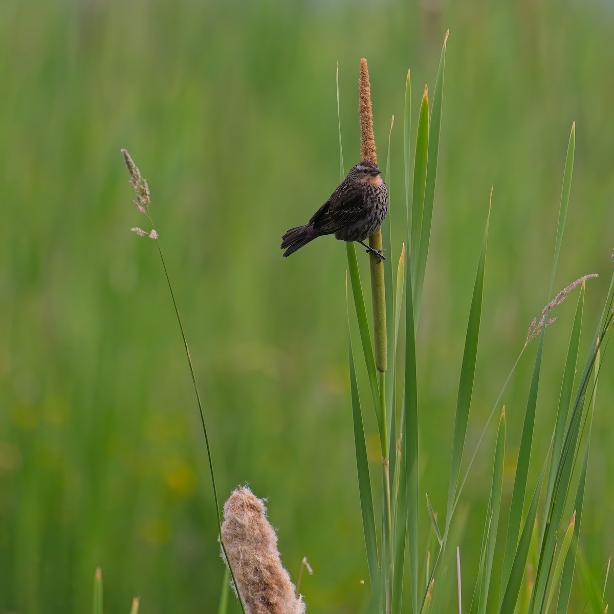 sangspurv - ML642821627