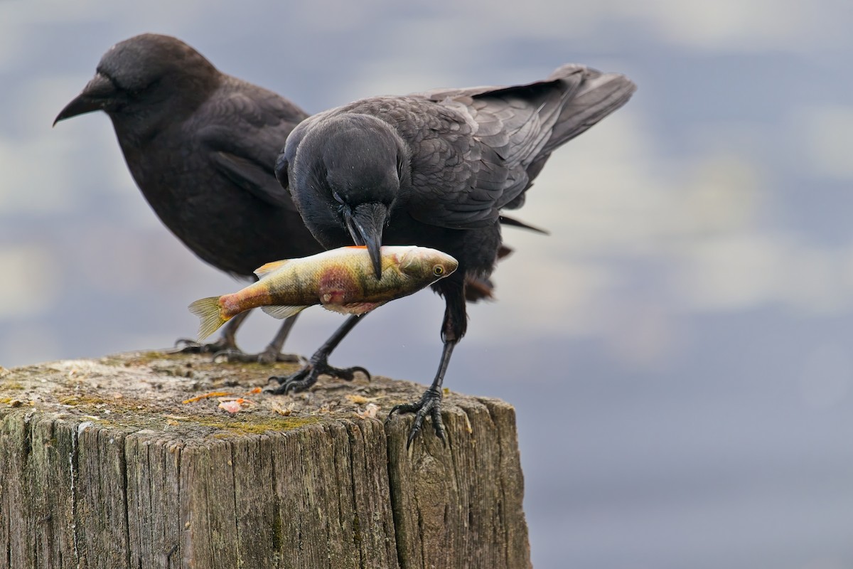 amerikakråke - ML642821644