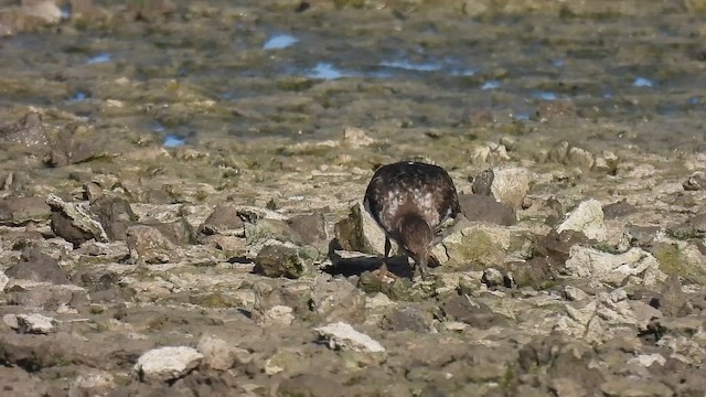 Алаг хайргач - ML642821650