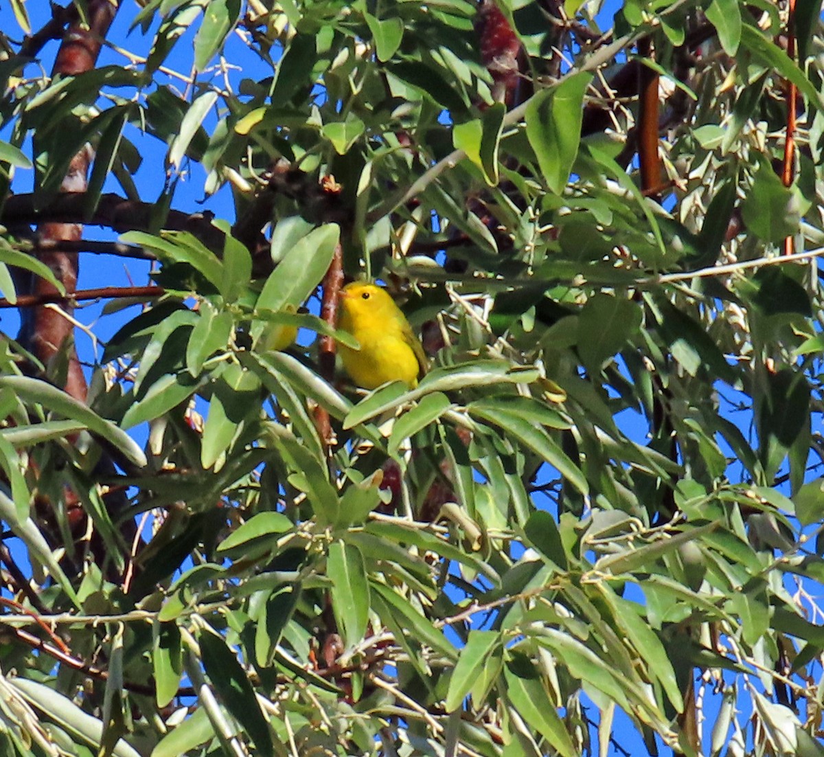 Wilson's Warbler - ML642821657