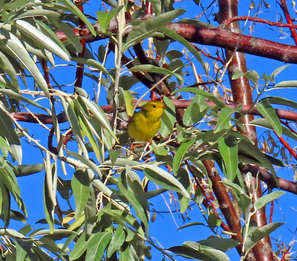 Wilson's Warbler - ML642821658