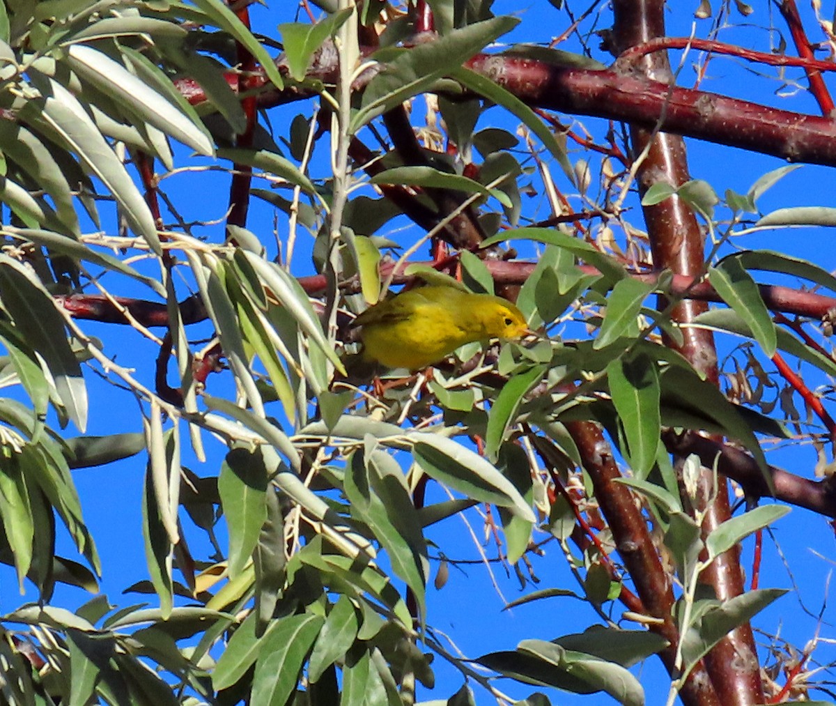 Wilson's Warbler - ML642821659