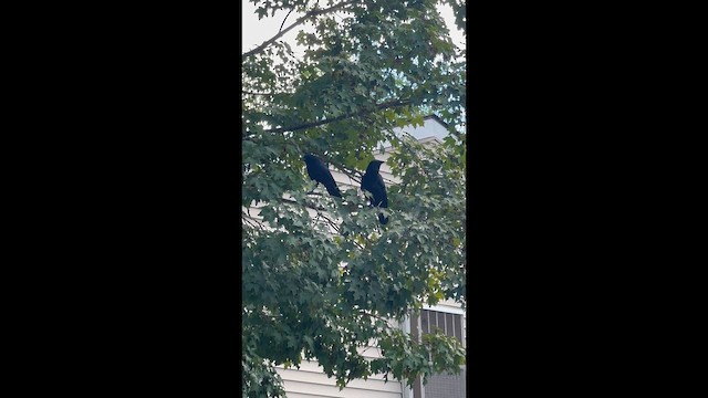 American Crow - ML642821696