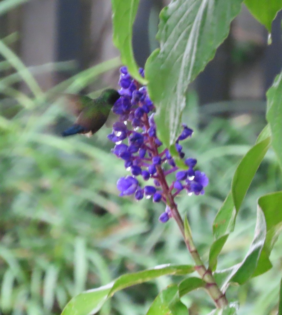 Blue-vented Hummingbird - ML642821711