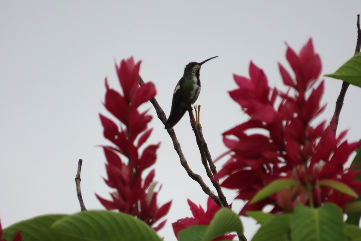 Green-breasted Mango - ML642821712
