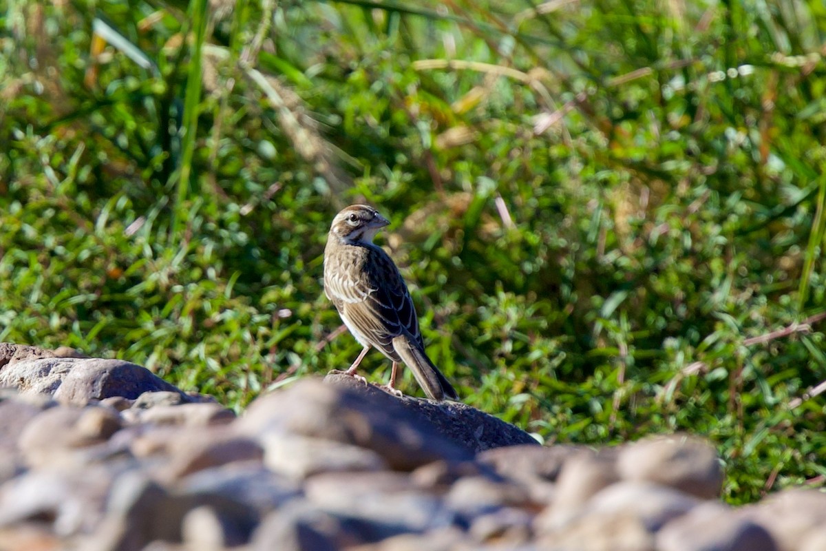 Lark Sparrow - ML642821736