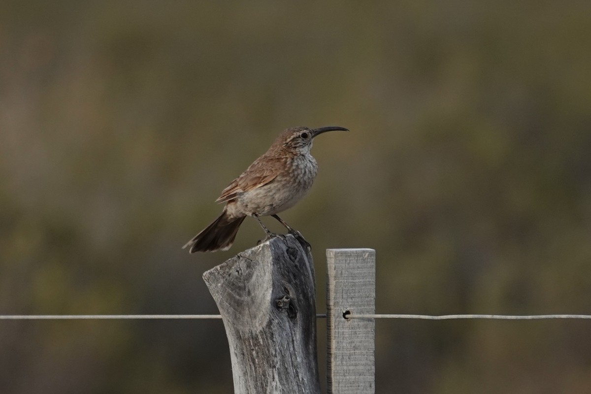 Scale-throated Earthcreeper - ML642821740
