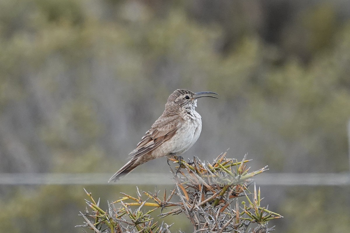 Scale-throated Earthcreeper - ML642821741