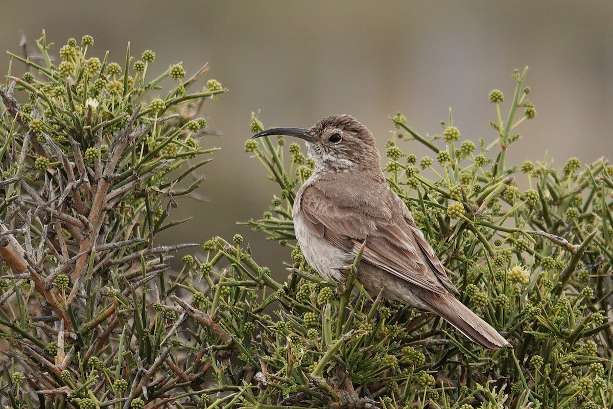 Scale-throated Earthcreeper - ML642821742