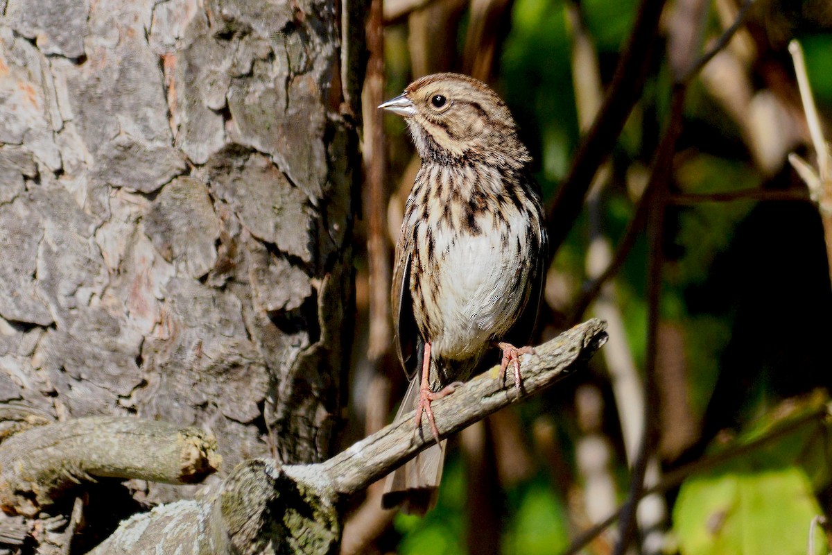 Song Sparrow - ML642821743