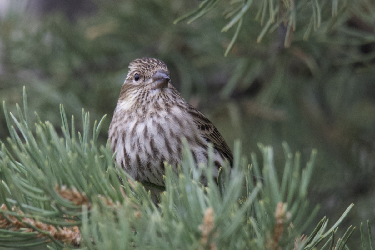 Cassin's Finch - ML642821744