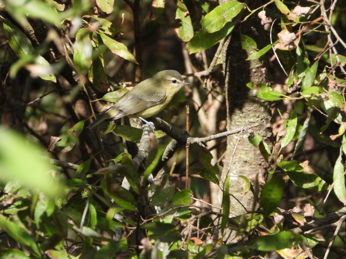 Philadelphia Vireo - ML642821747