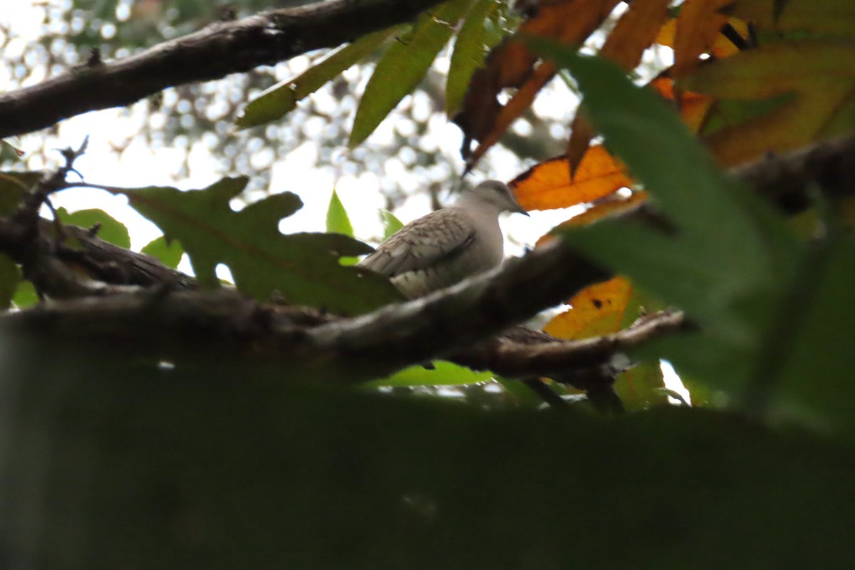 Inca Dove - ML642821748