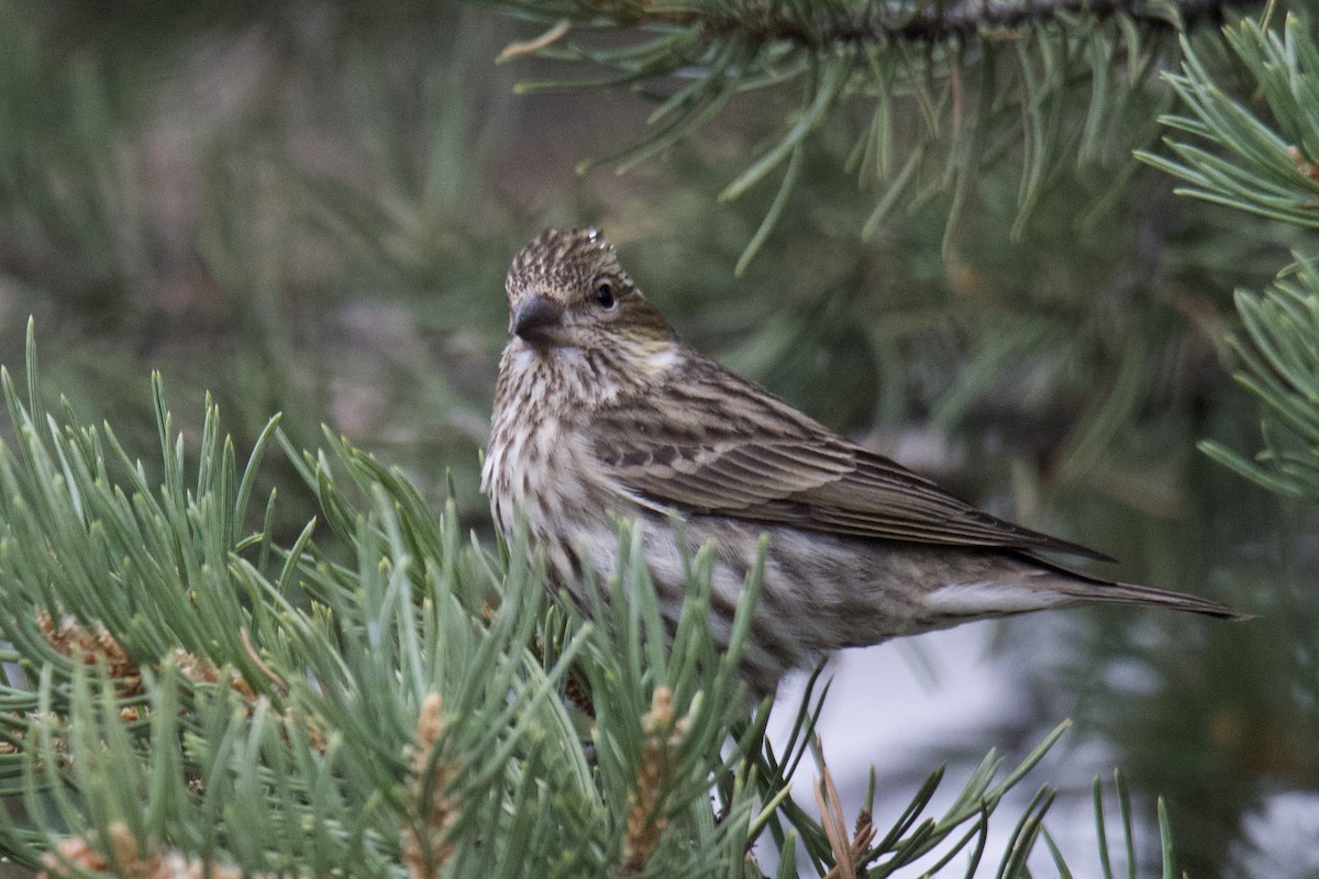 Cassin's Finch - ML642821749