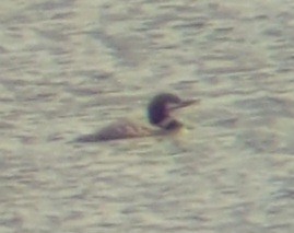 Strolaga maggiore - ML642821753