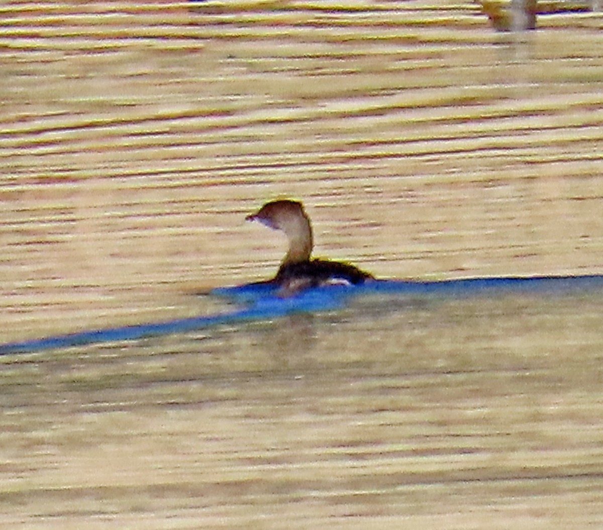 Pied-billed Grebe - ML642821754