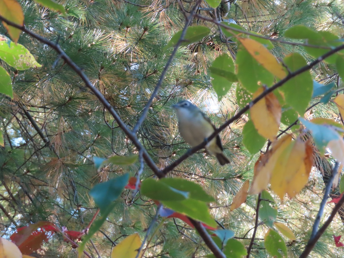 Blue-headed Vireo - ML642821755