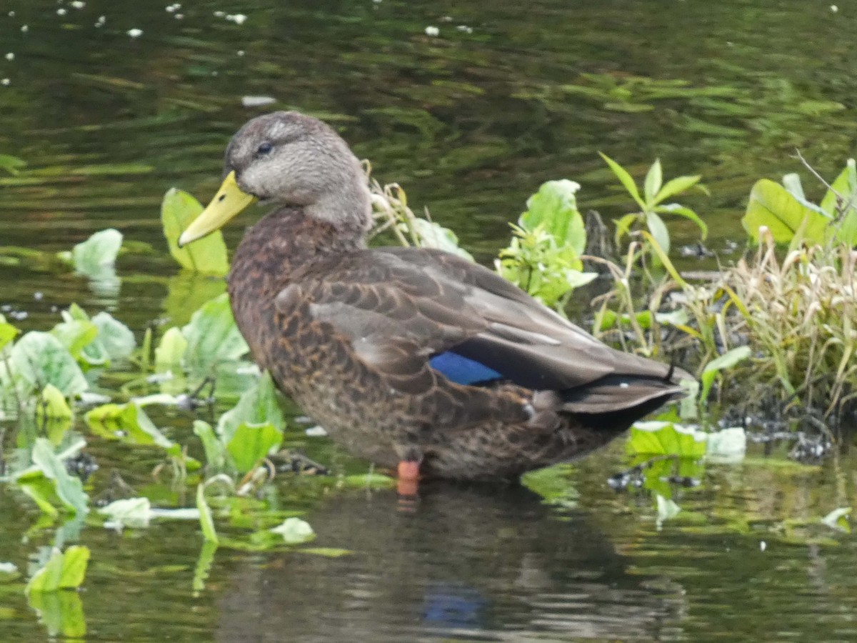 American Black Duck - ML642821756
