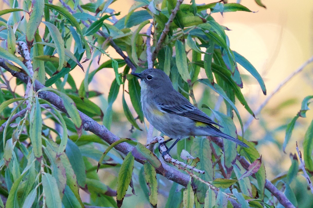 Yellow-rumped Warbler - ML642821757