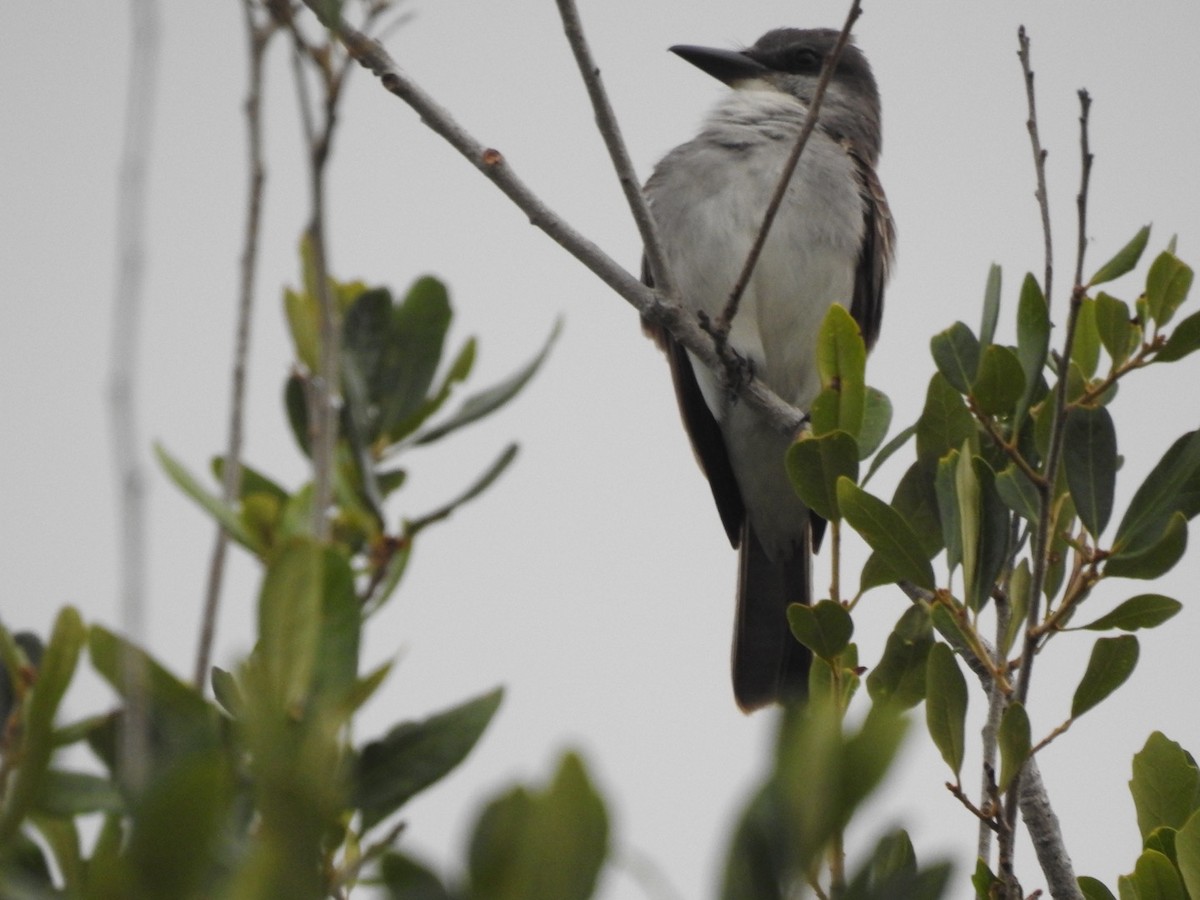 Gray Kingbird - ML642821758
