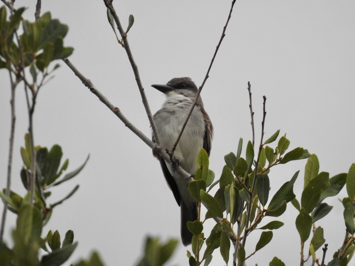 Gray Kingbird - ML642821759