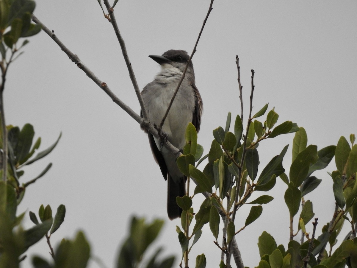 Gray Kingbird - ML642821760