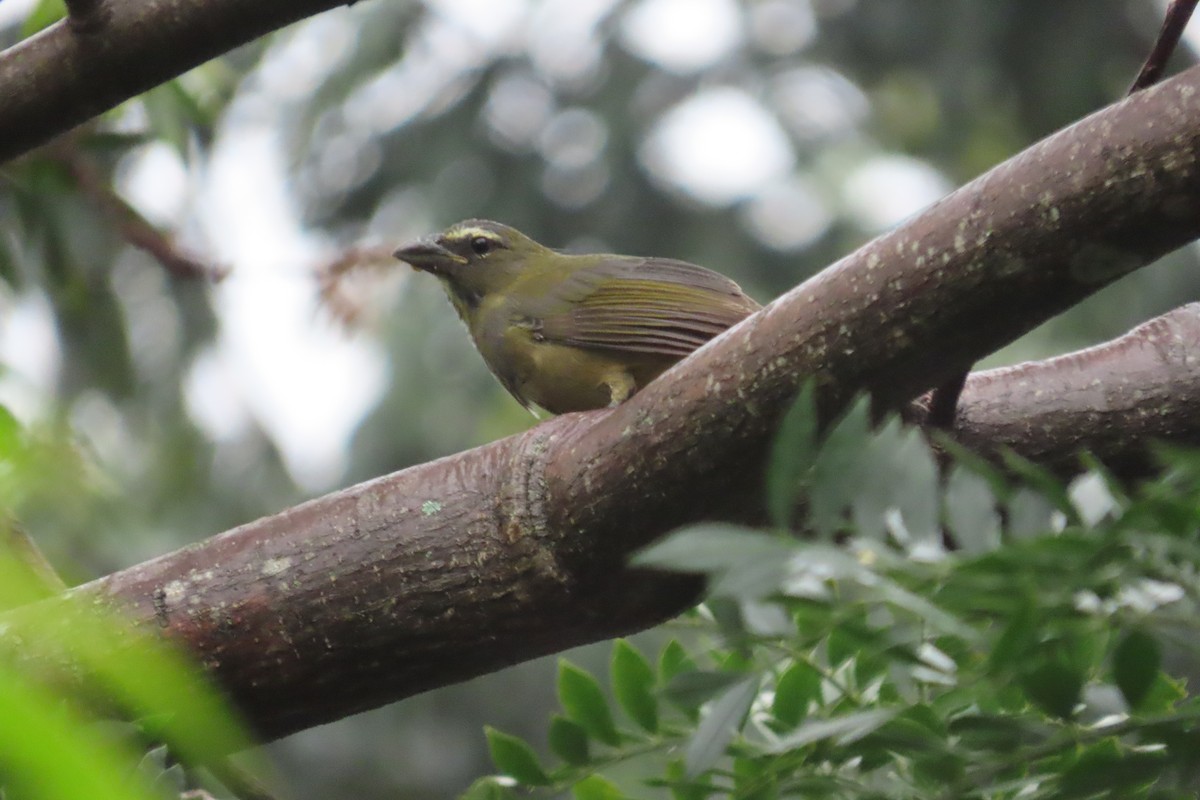 Cinnamon-bellied Saltator - ML642821761