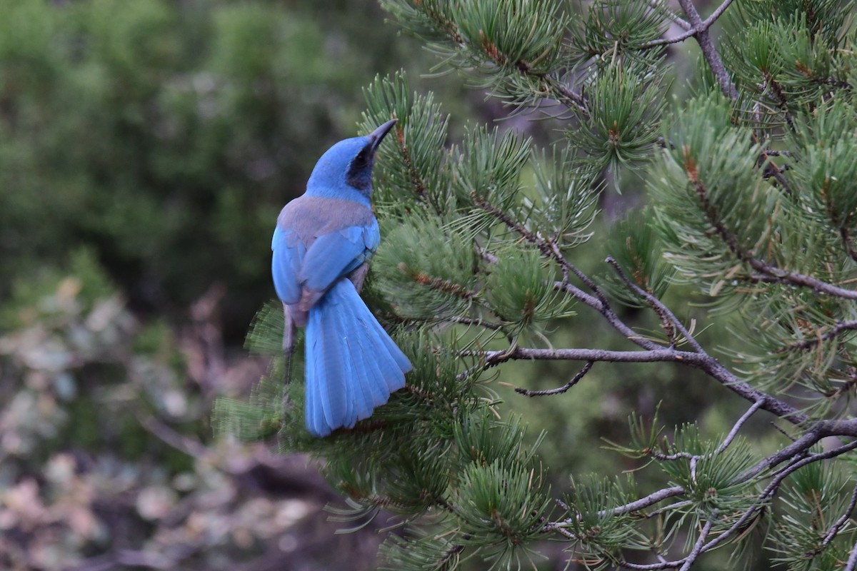 Woodhouse's Scrub-Jay - ML642821762