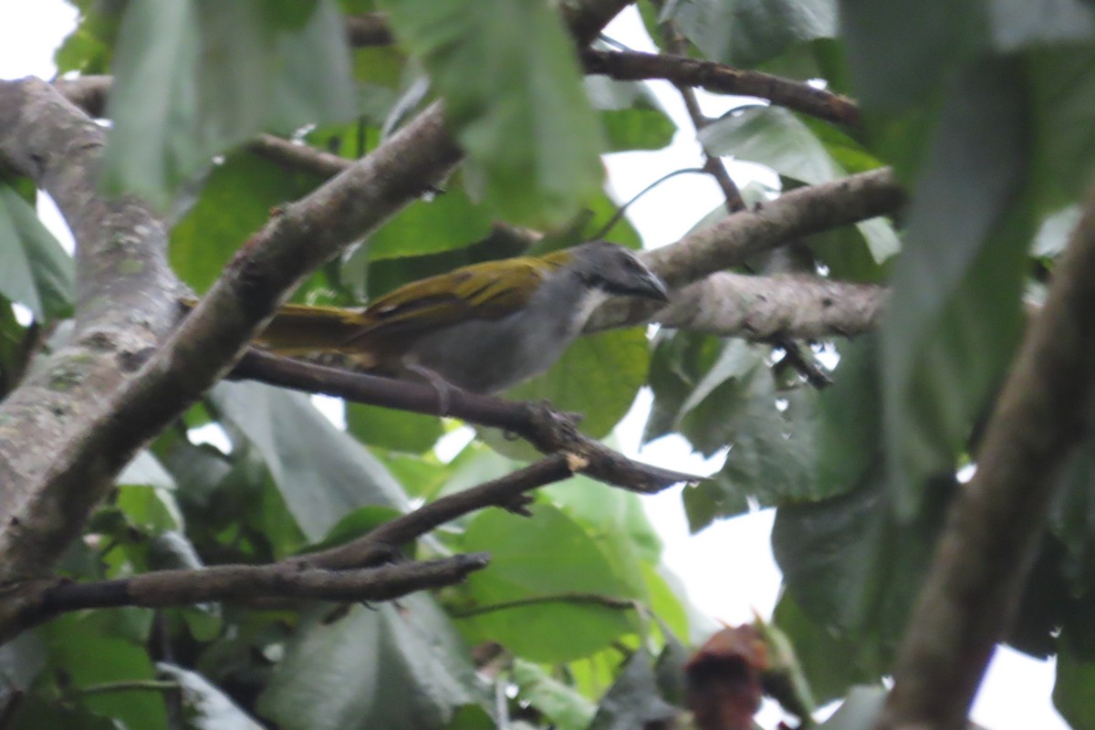 Black-headed Saltator - ML642821764