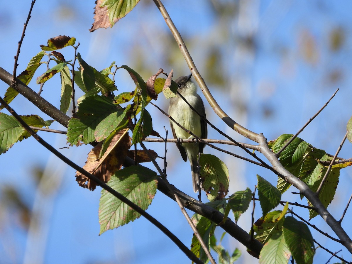 Eastern Phoebe - ML642821769