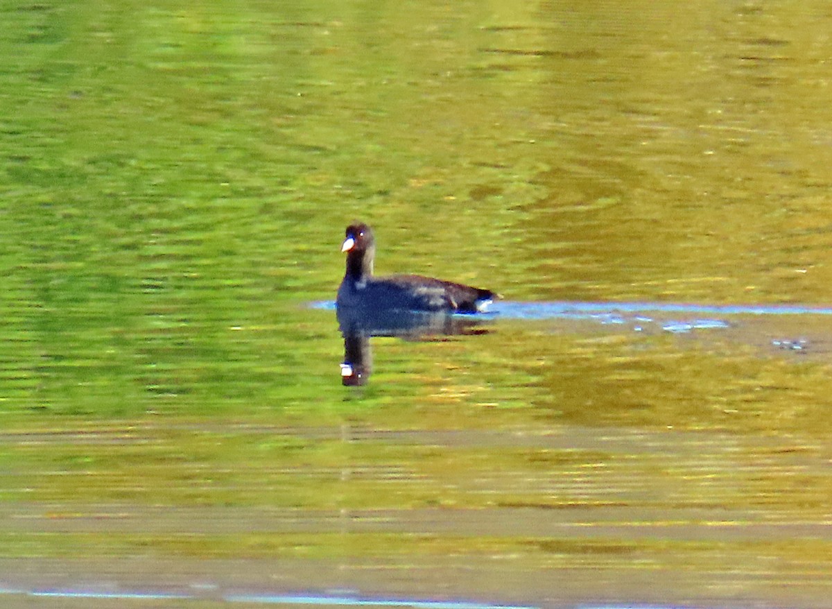 American Coot - ML642821774