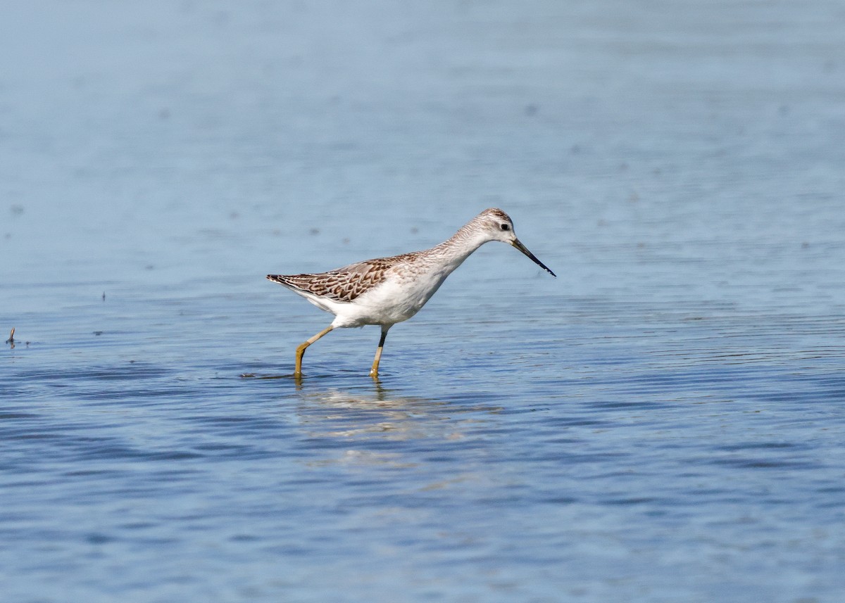 damsnipe - ML642821775