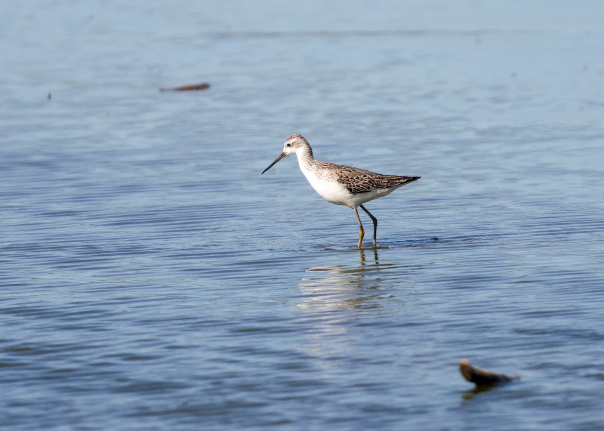 damsnipe - ML642821776