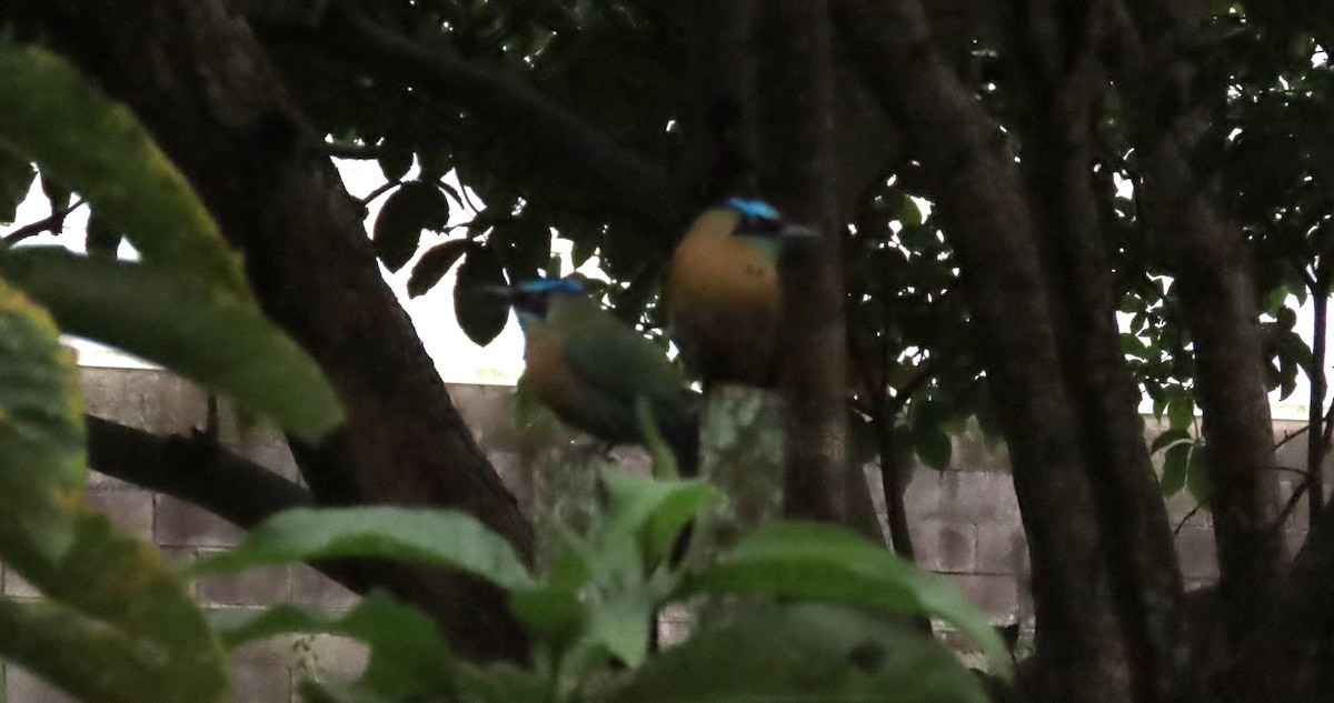 Lesson's Motmot - ML642821777