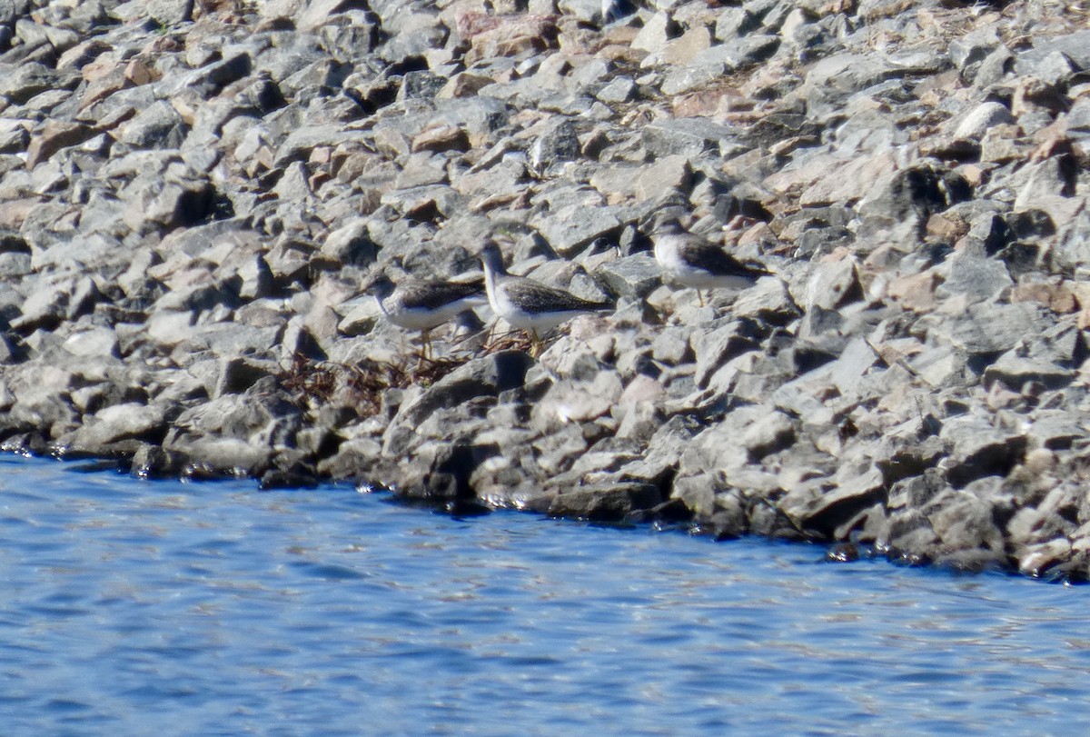 Lesser Yellowlegs - ML642821785