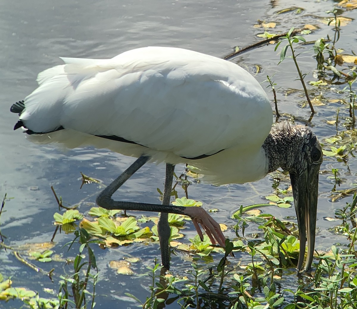 Wood Stork - ML642821786