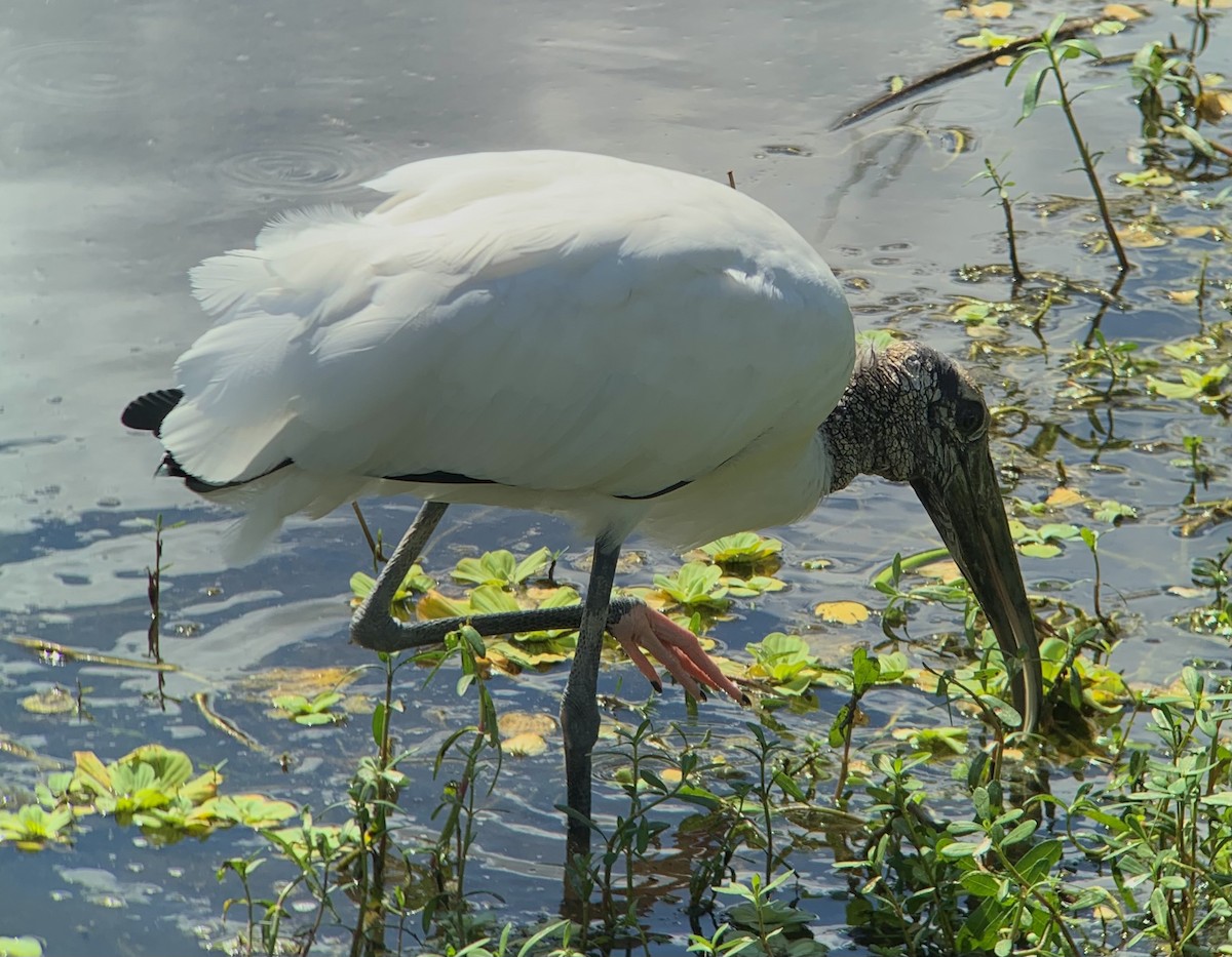 Wood Stork - ML642821787