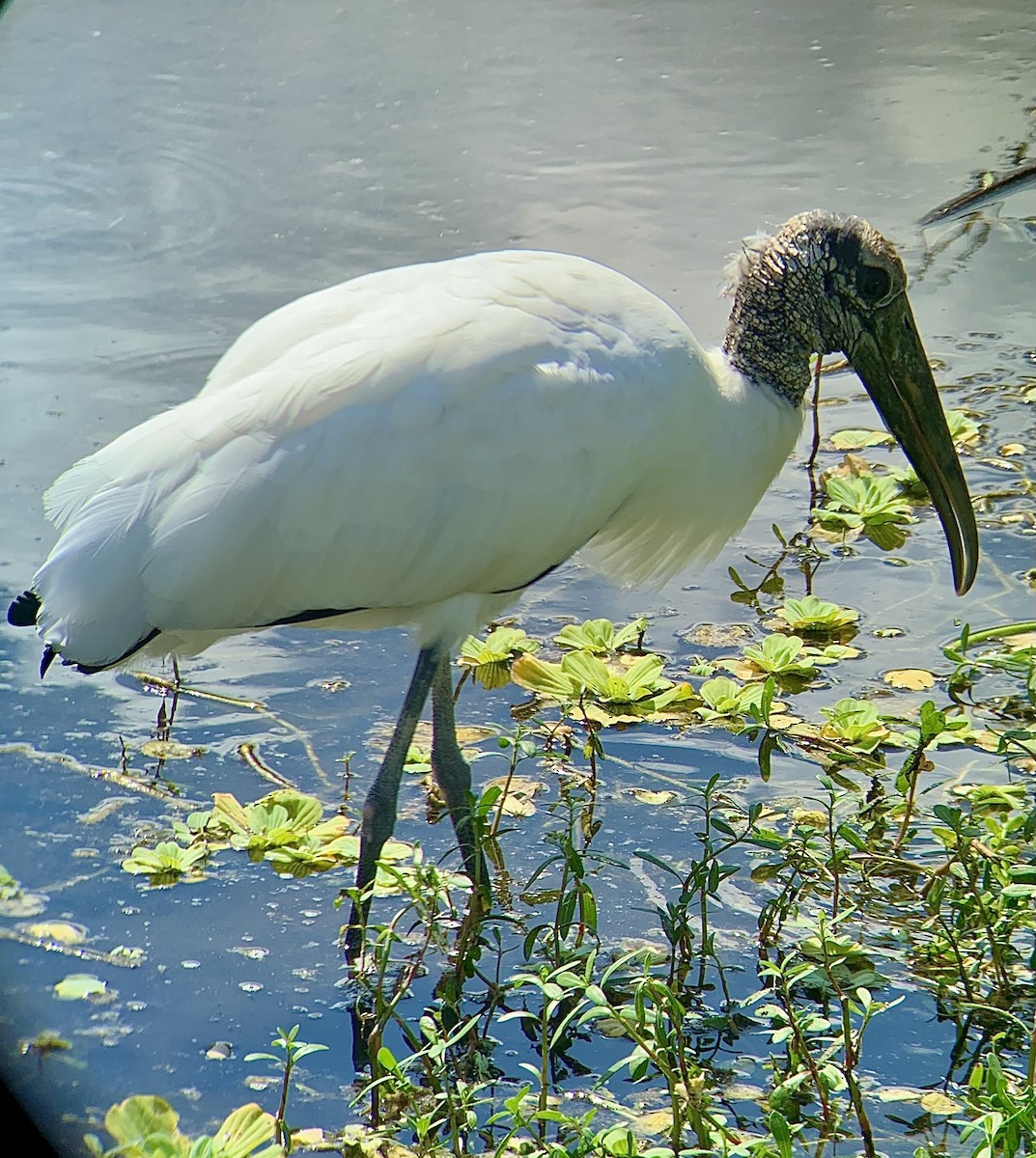 Wood Stork - ML642821788