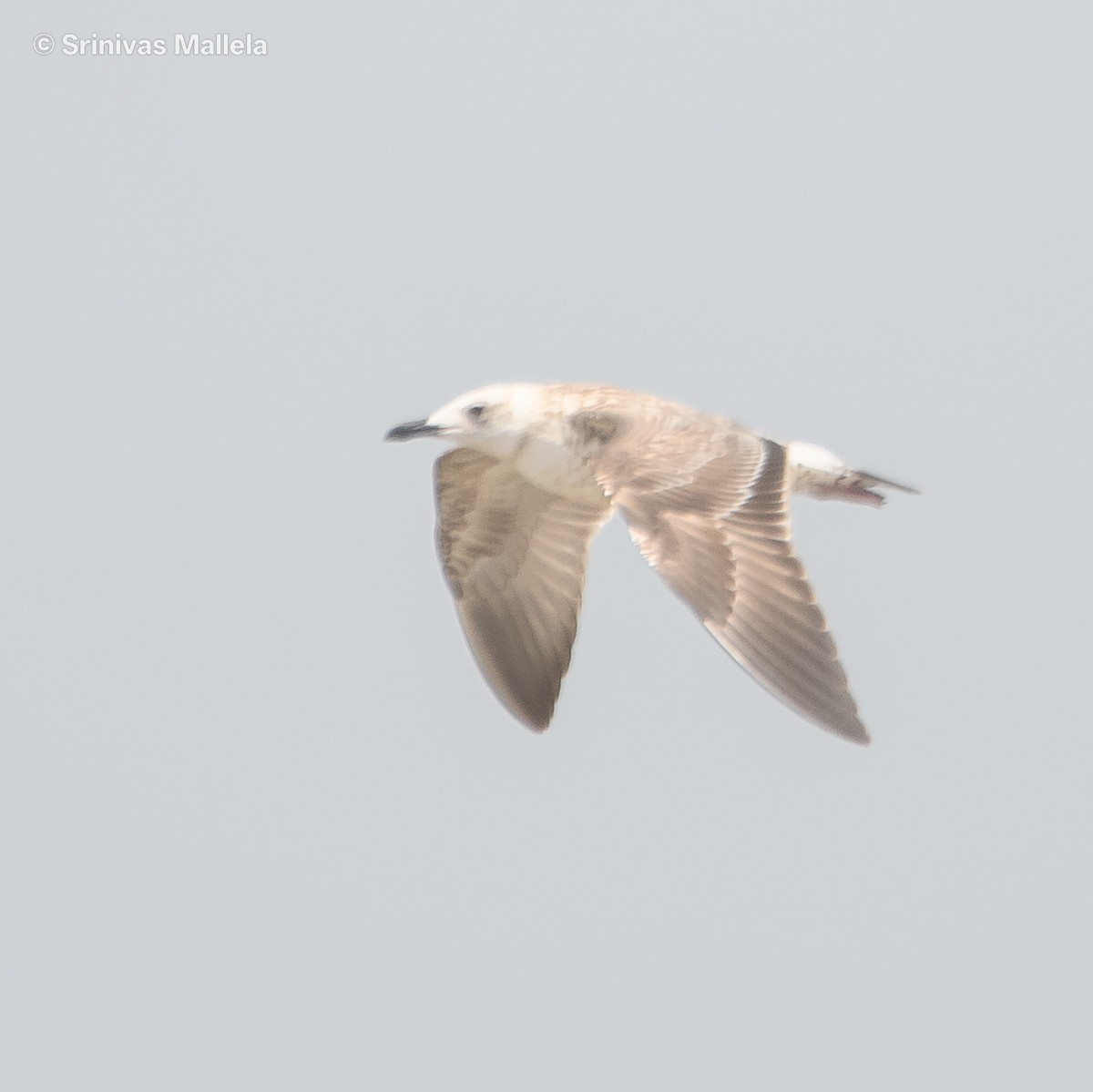 racek žlutonohý (ssp. barabensis) - ML642821790