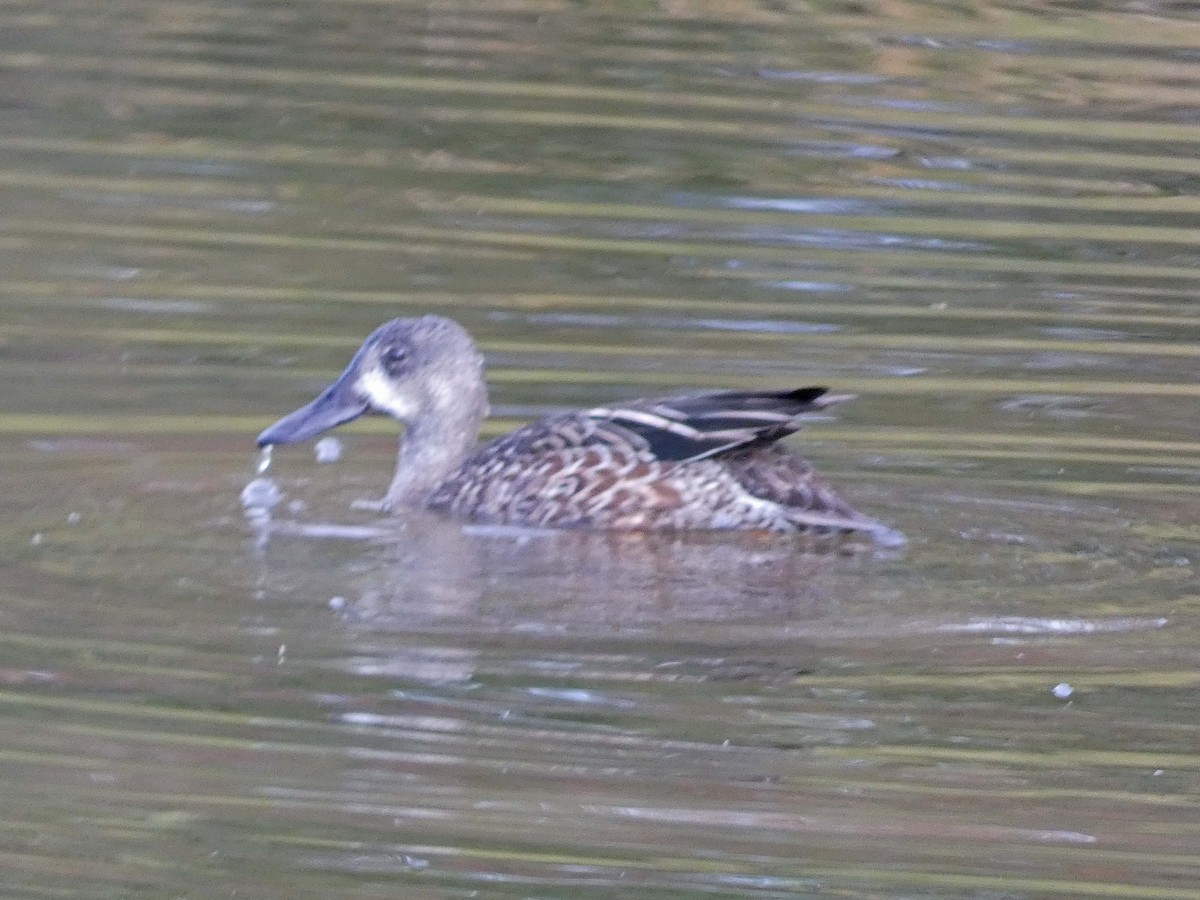 Blue-winged Teal - ML642821791