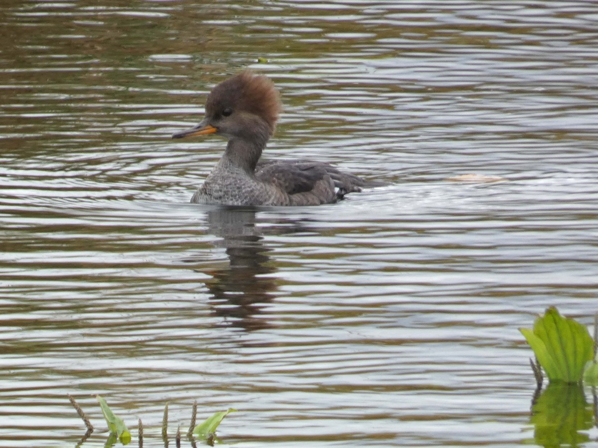 Hooded Merganser - ML642821801